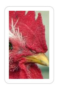 Bio surviving bird flu